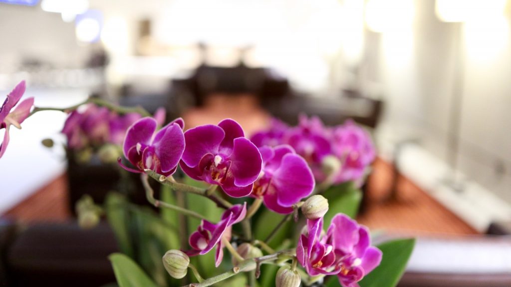 qatar airways Al Safwa First Lounge first class lounge doha doh oneworld